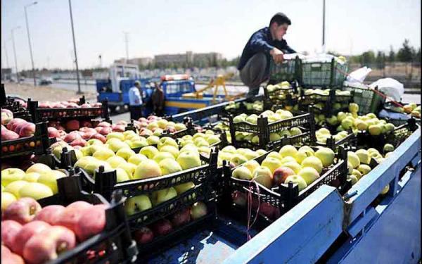چرا سیب زمینی و گوجه گران شد؟ ، صادرات صیفی جات نصف شد