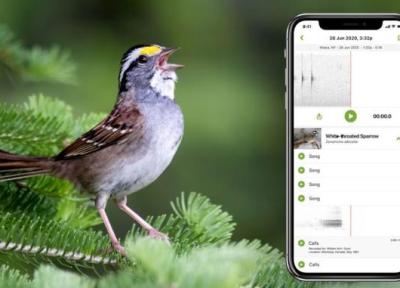 چگونه از گوشی برای تشخیص صدای پرندگان استفاده کنیم؟
