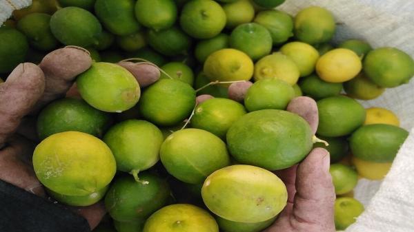 6 هزار تن لیمو ترش در سیستان و بلوچستان برداشت شد